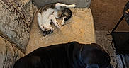 Penelope joined the competition — help win amazing prizes! black_dog, blanket, carpet, cat, couch, cozy, dog, furniture, indoor, lamplight, living_room, nap, paw, pet, pillow, relaxing, rug, side_table, tabby_cat, upholstery