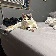 Girl is registered to the contest to win money with this photo: cat, calico_cat, bed, bedroom, blanket, sheet, pillow, wall, air_conditioner, window, shop_sign, ears, paws, pink_paw_pads, fur, pet, indoor, resting, looking_at_camera, cute