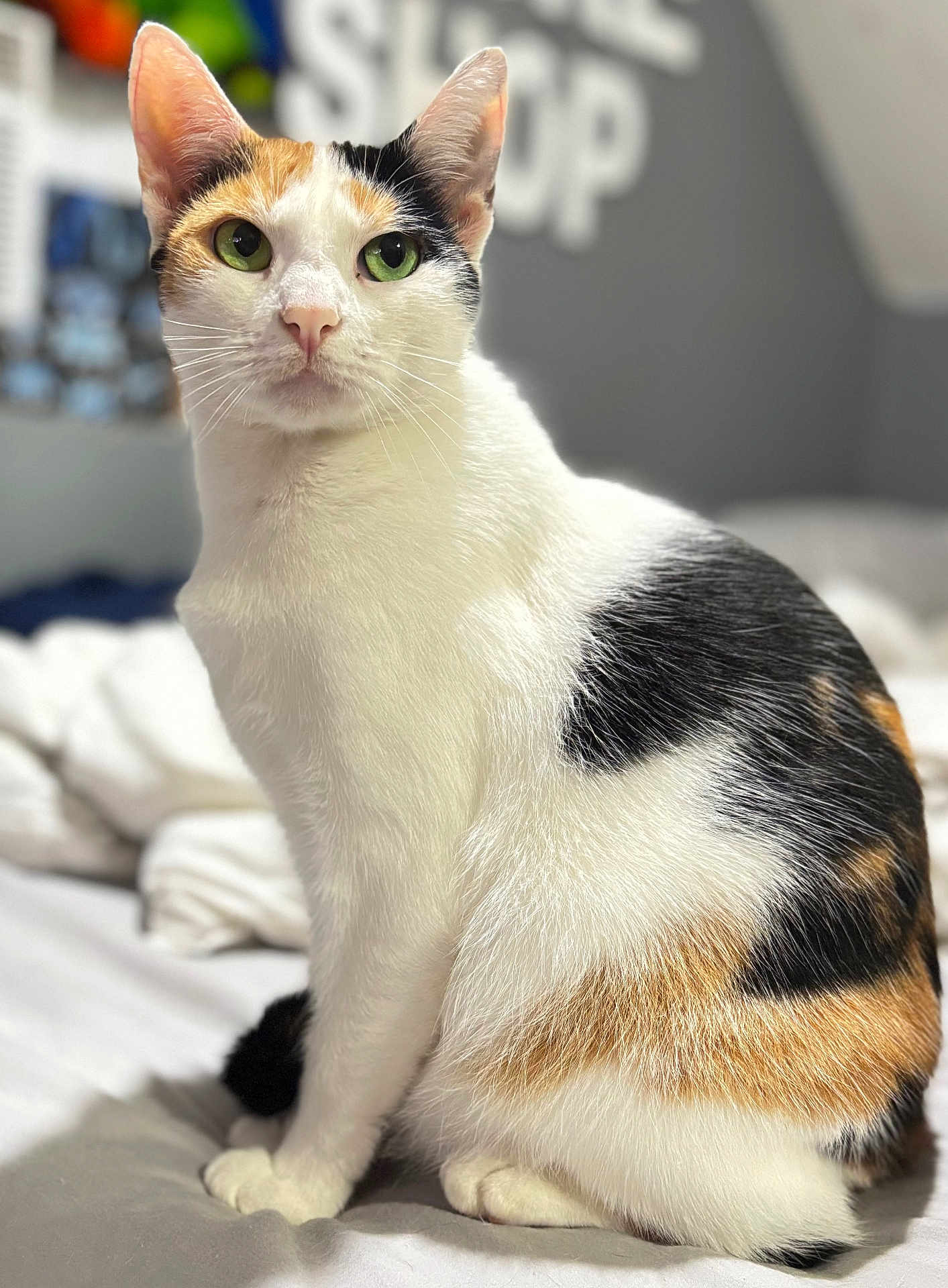 Girl is registered to the contest to win money with this photo: cat, calico_cat, green_eyes, pet, indoor, bed, bedding, whiskers, fur, portrait, close_up, animal, sitting, ears, paws, domestic_cat, cute, cozy, wall_decor, soft_light