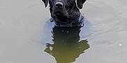 Lucy is registered to the contest to win money with this photo: dog, black_dog, labrador, water, reflection, wet_fur, collar, lake, swimming, portrait, looking_at_camera, brown_eyes, muzzle, ears, ripples, outdoor, animal, pet, centered, calm