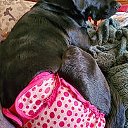 Lucy joined the competition — help win amazing prizes! dog, black_dog, labrador, pet, polka_dot, diaper, pink, blanket, couch, upholstery, indoor, portrait, side_profile, fur, tail, paw, wooden_table, books, cozy, domestic