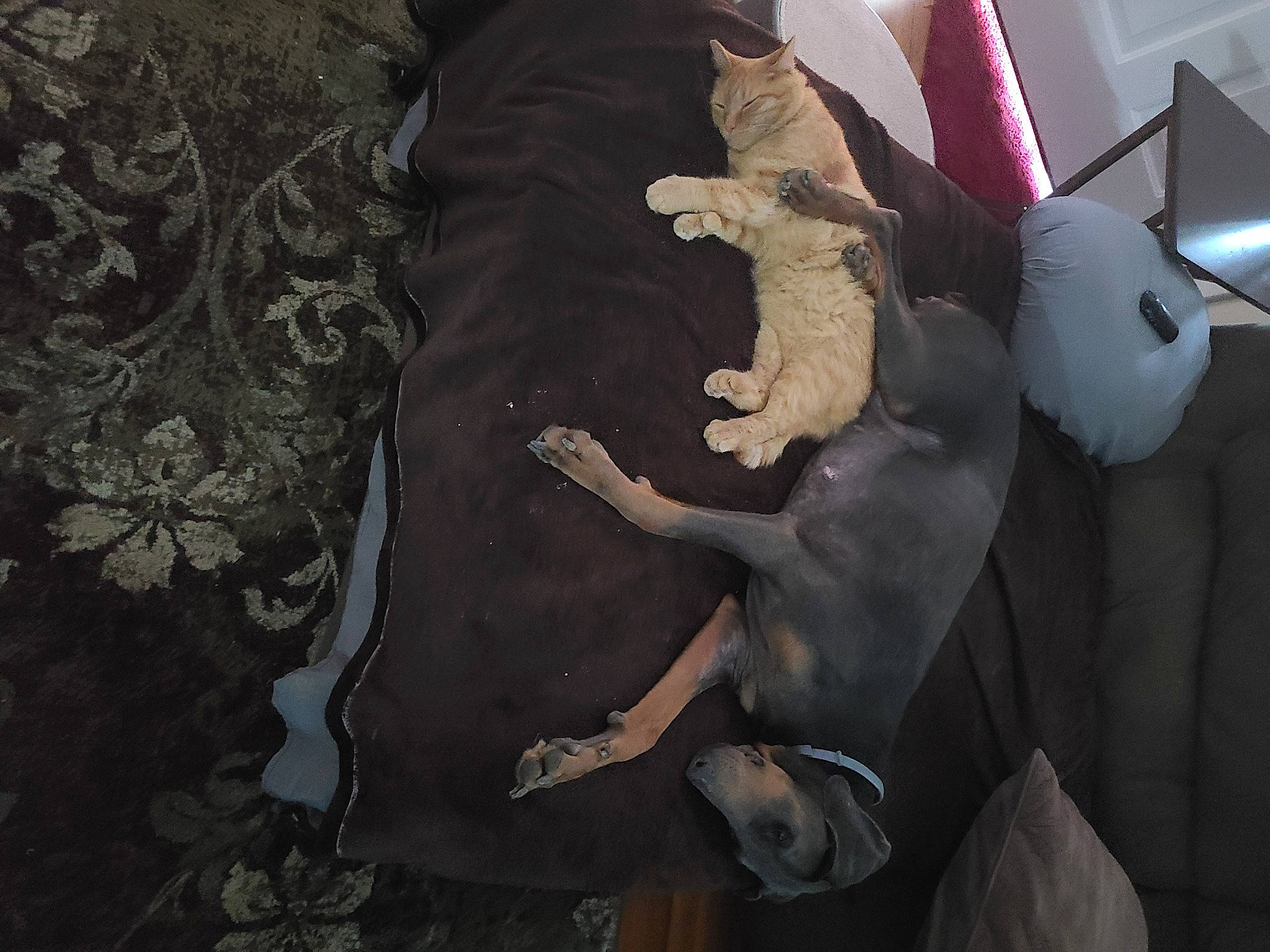 Luna joined the competition — help win amazing prizes! art, carmine, darkness, fashion_design, fawn, felidae, fictional_character, flooring, fur, gesture, human_leg, illustration, linens, pattern, sleeve, t_shirt, tail, toy, tree, visual_arts