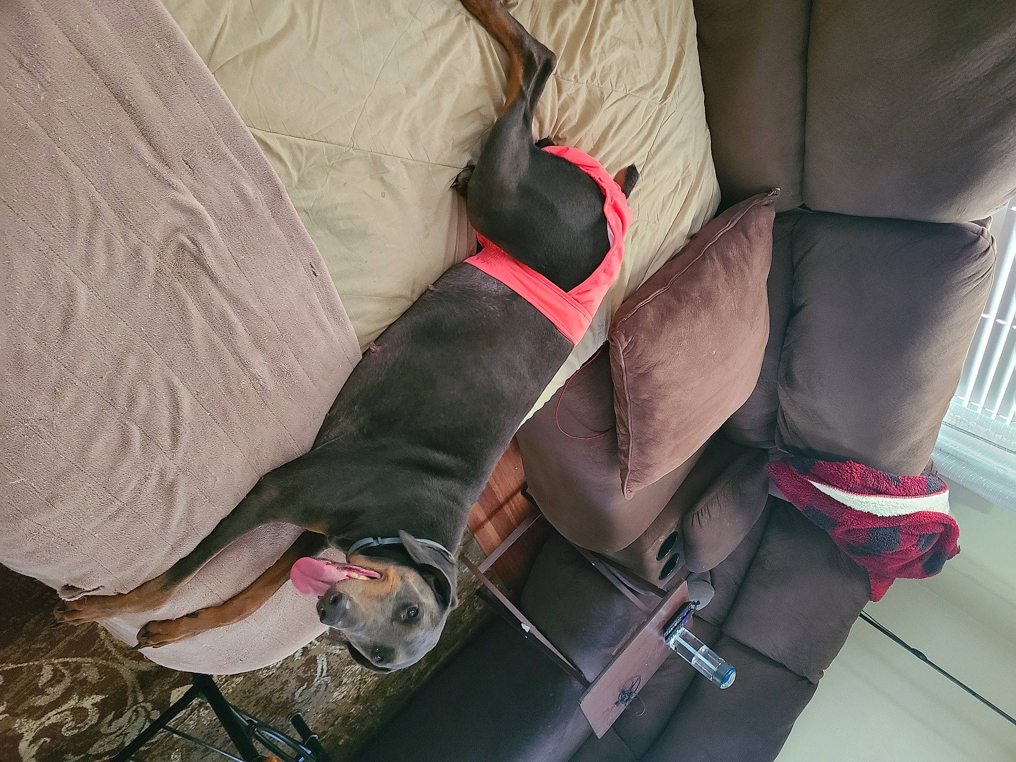 Luna joined the competition — help win amazing prizes! bag, carmine, carnivore, collar, comfort, companion_dog, dog, dog_breed, dog_supply, fawn, foot, fur, human_leg, knee, linens, magenta, sporting_group, textile, thigh, working_animal