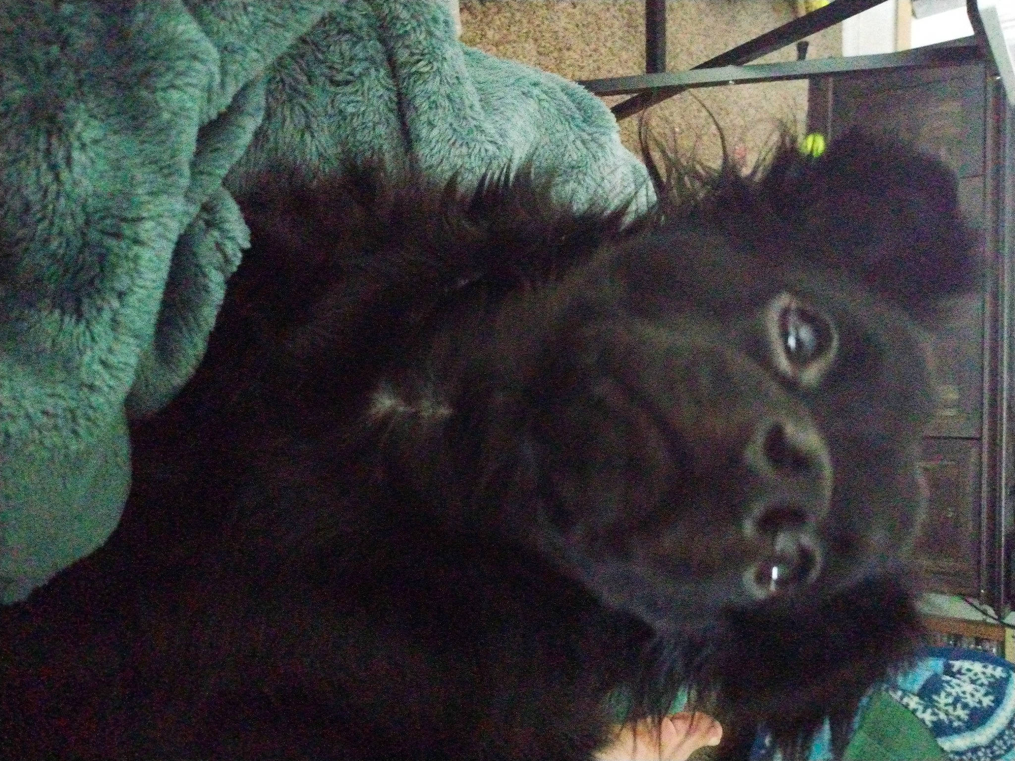 Voodoo is registered to the contest to win money with this photo: carnivore, comfort, companion_dog, dog_breed, felidae, fur, liver, small_to_medium_sized_cats, snout, sporting_group, tail, terrestrial_animal, whiskers, working_animal