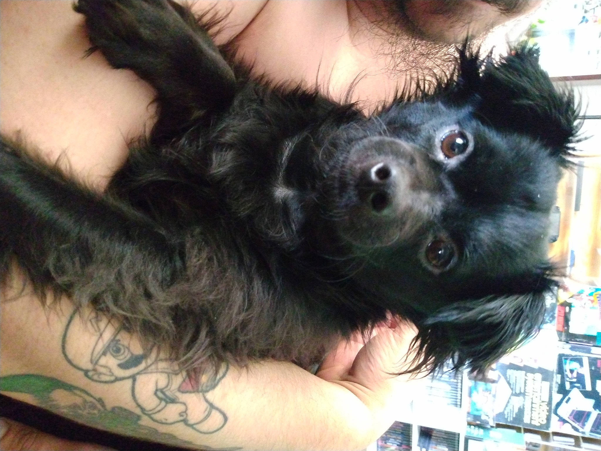 Voodoo joined the competition — help win amazing prizes! canidae, carnivore, companion_dog, dog, dog_breed, fur, gesture, paw, snout, sporting_group, toy_dog, window, working_animal