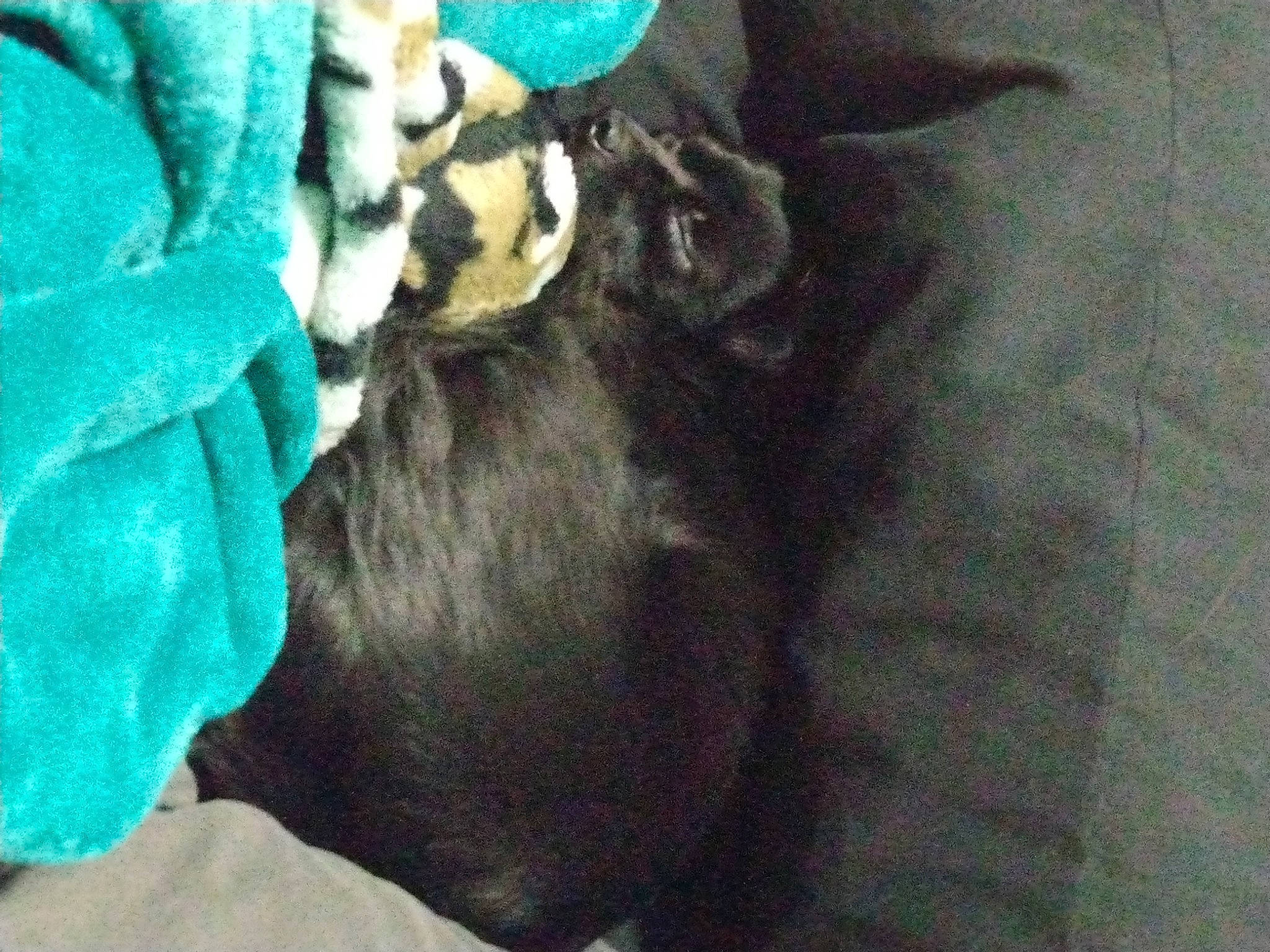 Voodoo joined the competition — help win amazing prizes! black_cat, canidae, carnivore, cat, comfort, companion_dog, dog_breed, domestic_short_haired_cat, electric_blue, felidae, fur, linens, paw, small_to_medium_sized_cats, sporting_group, stuffed_toy, tail, teddy_bear, toy, whiskers