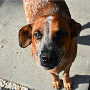 Bucky is registered to the contest to win money with this photo: dog, brown, white, close_up, outdoor, concrete, sunlight, shadow, pet, animal, portrait, looking_up, ears, fur, nose, paws, friendly, canine, daylight, curious
