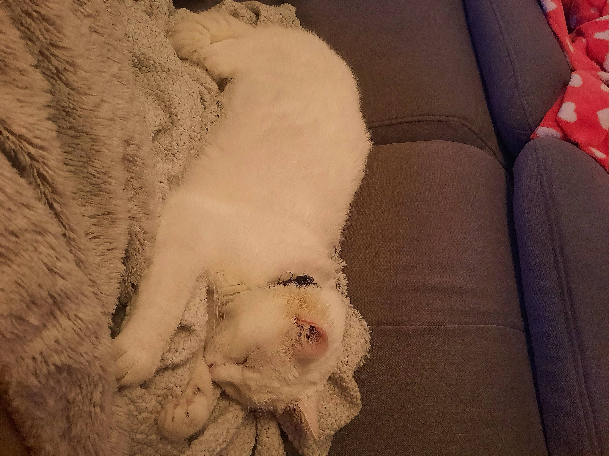 Flocon participe au concours pour gagner de l'argent avec cette photo : canidae, carnivore, cat, claw, comfort, couch, domestic_short_haired_cat, fawn, felidae, foot, fur, linens, nap, paw, small_to_medium_sized_cats, snout, tail, textile, whiskers, wool