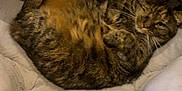 Louna a rejoint le concours — aidez-le/la à gagner de superbes lots ! cat, tabby, pet, animal, feline, fur, cozy, bed, cushion, resting, sleepy, cute, whiskers, indoor, paw, relaxed, soft, domestic, mammal, companion