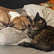 Louna a rejoint le concours — aidez-le/la à gagner de superbes lots ! dog, cat, bed, blanket, resting, sleeping, pet, animal, cozy, indoor, furry, friendship, tabby, brown, white, fur, cute, comfort, companion, relaxation