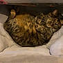 Louna a rejoint le concours — aidez-le/la à gagner de superbes lots ! cat, tabby, pet, animal, feline, fur, cozy, bed, cushion, resting, sleepy, cute, whiskers, indoor, paw, relaxed, soft, domestic, mammal, companion