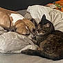 Louna participe au concours pour gagner de l'argent avec cette photo : dog, cat, bed, blanket, resting, sleeping, pet, animal, cozy, indoor, furry, friendship, tabby, brown, white, fur, cute, comfort, companion, relaxation