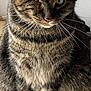 cat, tabby, one_eye, sitting, whiskers, fur, tail, pet, animal, domestic, close_up, indoor, feline, striped, cute, portrait, fur_pattern, relaxed, looking_down, single_eye