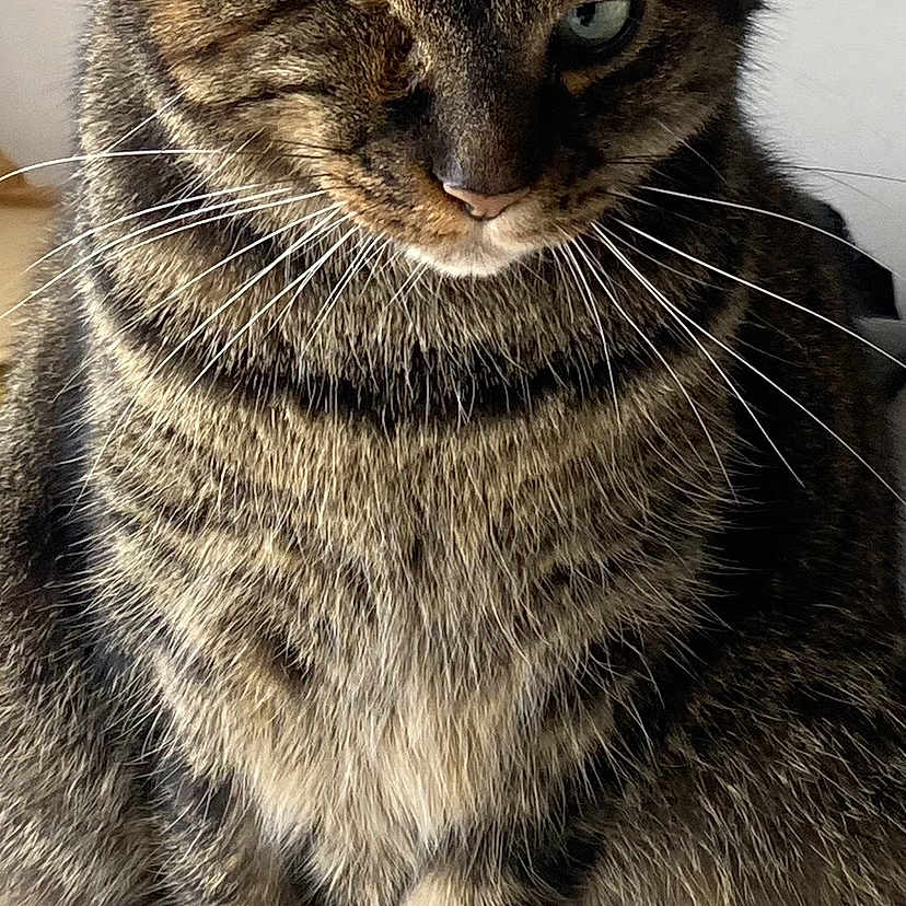 Louna participe au concours pour gagner de l'argent avec cette photo : animal, cat, close_up, cute, domestic, feline, fur, fur_pattern, indoor, looking_down, one_eye, pet, portrait, relaxed, single_eye, sitting, striped, tabby, tail, whiskers