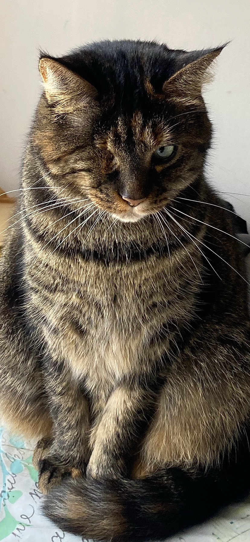Louna participe au concours pour gagner de l'argent avec cette photo : cat, tabby, one_eye, sitting, whiskers, fur, tail, pet, animal, domestic, close_up, indoor, feline, striped, cute, portrait, fur_pattern, relaxed, looking_down, single_eye