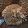 Shyla is registered to the contest to win money with this photo: cat, cats, sleeping, cuddle, cozy, feline, pet, animal, tabby, orange_cat, striped, resting, indoor, couch, furniture, nap, friendship, companion, cute, warm