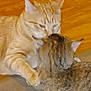 cat, feline, pets, indoor, wooden_floor, fur, playful, affection, animal, mammal, close_up, two_animals, domestic_cat, tabby, orange_cat, interaction, companionship, cute, whiskers, ears