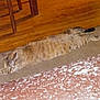 Shyla joined the competition — help win amazing prizes! cat, lying_down, floor, wooden_floor, table_leg, indoor, pet, feline, striped_cat, relaxed, home, animal, stretching, brown, beige, domestic_cat, quiet, resting, fur, whiskers