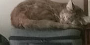 Shyla is registered to the contest to win money with this photo: cat, sleeping, blurry, furniture, suitcase, indoor, pet, resting, animal, brown, striped, cozy, household, soft, quiet, still_life, domestic, relaxing, blur, background