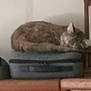 cat, sleeping, blurry, furniture, suitcase, indoor, pet, resting, animal, brown, striped, cozy, household, soft, quiet, still_life, domestic, relaxing, blur, background