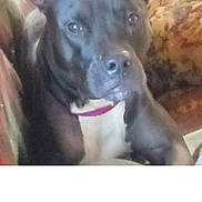 Eva is registered to the contest to win money with this photo: animal, black_dog, blanket, canine, closeup, companion, couch, curious, dog, domestic_animal, ears, face, furniture, household, indoor, mammal, pet, portrait, resting, sitting