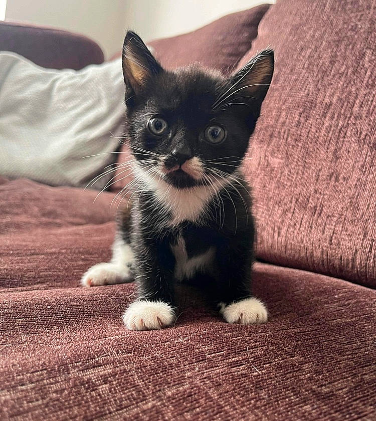 Elton is registered to the contest to win money with this photo: black_cat, carnivore, cat, comfort, domestic_short_haired_cat, eye, felidae, fur, grey, head, human_body, leg, linens, paw, sitting, small_to_medium_sized_cats, snout, tail, terrestrial_animal, whiskers