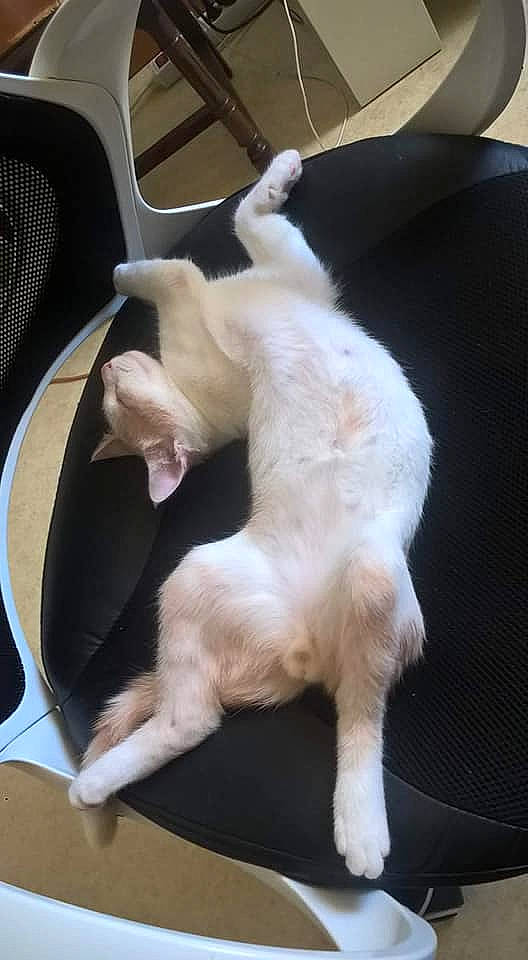 Razmo participe au concours pour gagner de l'argent avec cette photo : balinese, canidae, carnivore, cat, claw, comfort, companion_dog, dog_breed, fawn, felidae, fur, linens, nap, paw, pet_supply, small_to_medium_sized_cats, snout, sporting_group, tail, whiskers