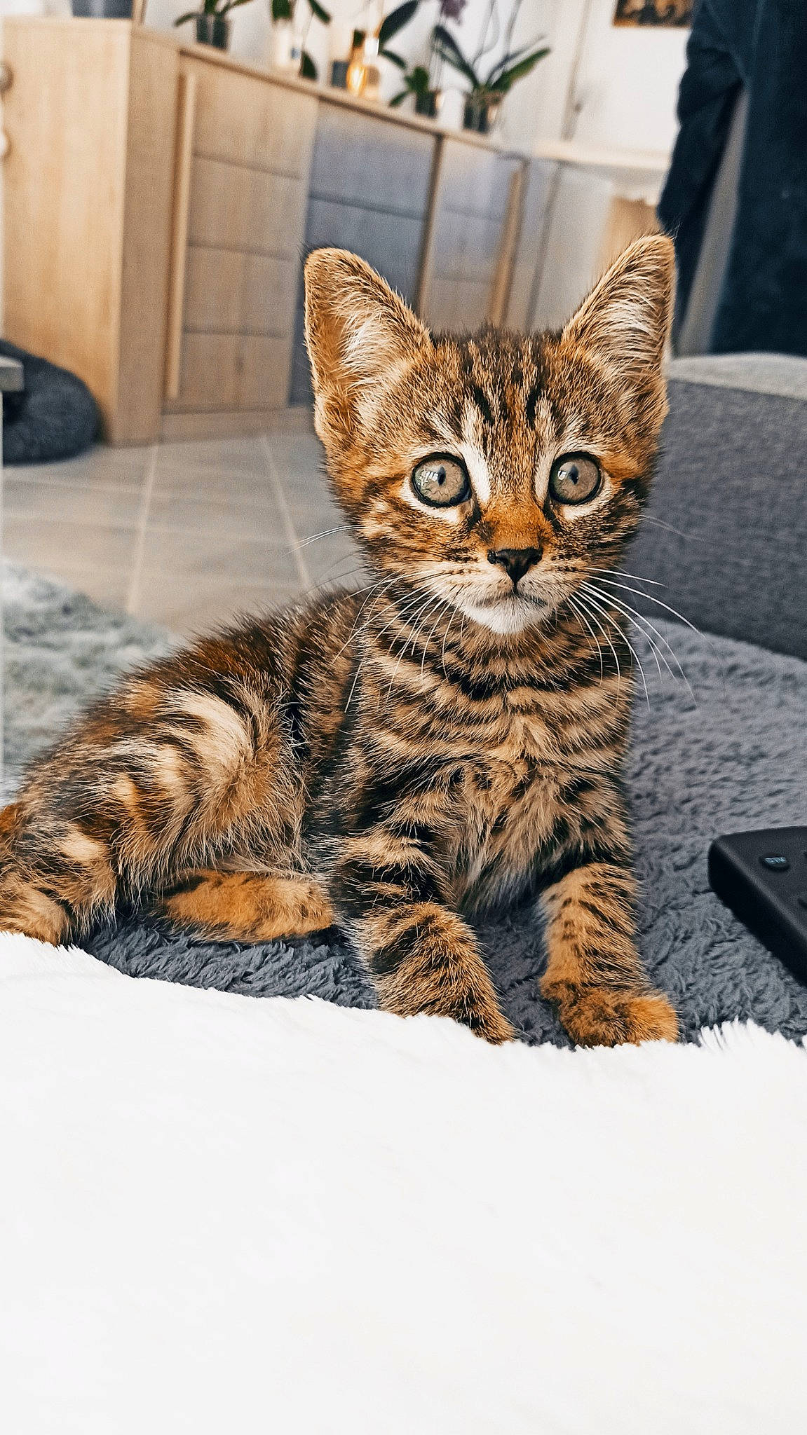 Popi a rejoint le concours — aidez-le/la à gagner de superbes lots ! aegean_cat, american_shorthair, arabian_mau, asian, california_spangled, carnivore, cat, domestic_short_haired_cat, dragon_li, european_shorthair, felidae, kitten, mammal, pixie_bob, savannah, small_to_medium_sized_cats, tabby_cat, toyger, vertebrate, whiskers