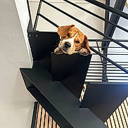 Tango participe au concours pour gagner de l'argent avec cette photo : dog, staircase, metal, modern, interior, wood, paw, head, curious, resting, black, white_wall, railing, architecture, pet, animal, indoors, minimalist, expression, cute