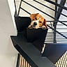 dog, staircase, metal, modern, interior, wood, paw, head, curious, resting, black, white_wall, railing, architecture, pet, animal, indoors, minimalist, expression, cute