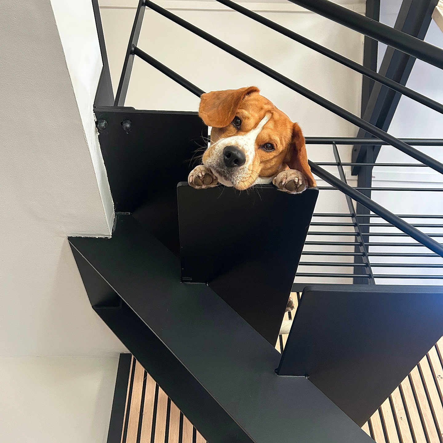Tango participe au concours pour gagner de l'argent avec cette photo : dog, staircase, metal, modern, interior, wood, paw, head, curious, resting, black, white_wall, railing, architecture, pet, animal, indoors, minimalist, expression, cute