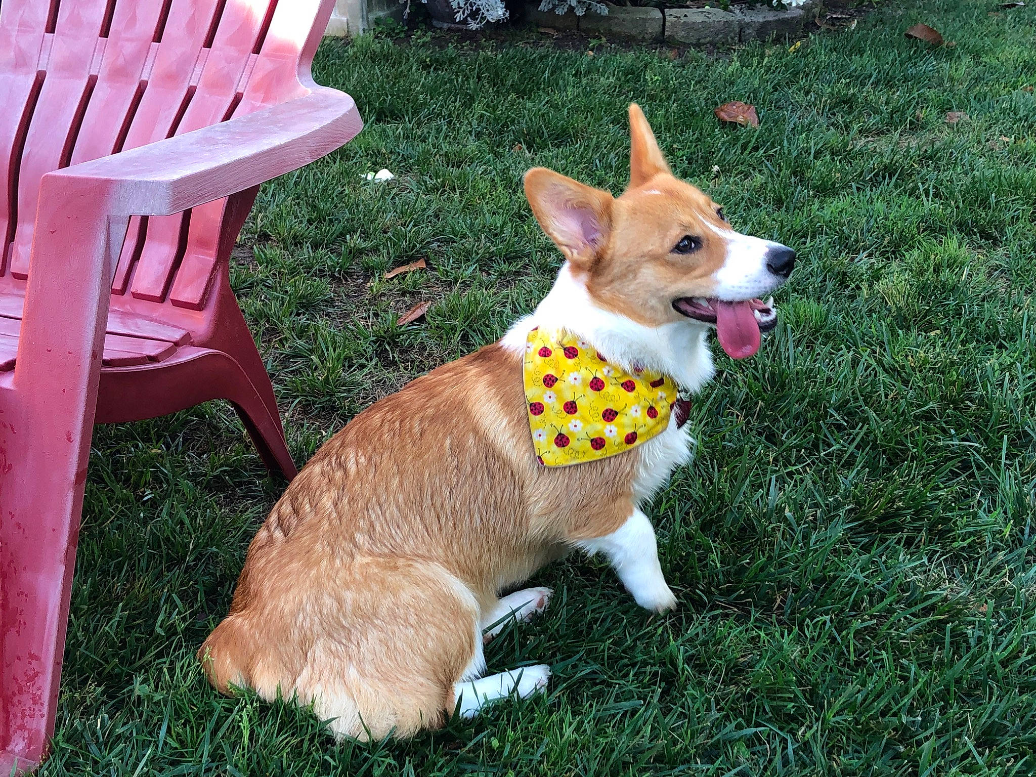 Mara joined the competition — help win amazing prizes! ancient_dog_breeds, canidae, carnivore, chair, chihuahua, collar, companion_dog, dog, dog_breed, dog_collar, dog_supply, fawn, furniture, grass, outdoor_furniture, plant, sporting_group, tail, toy_dog, whiskers