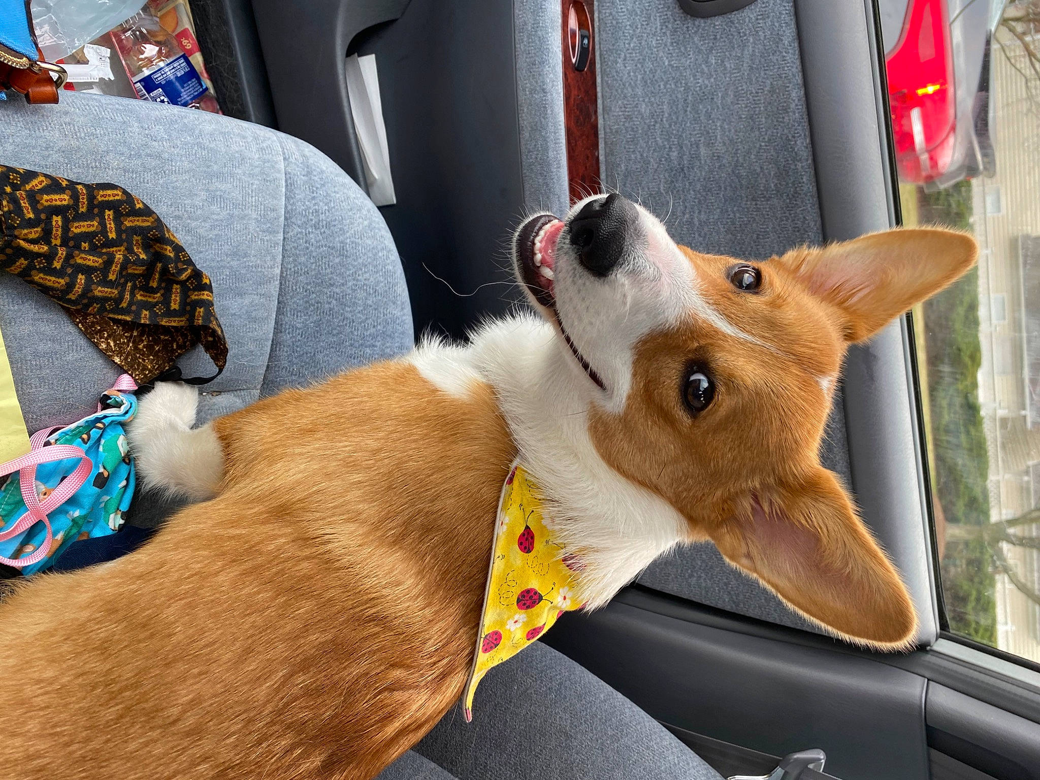 Mara joined the competition — help win amazing prizes! auto_part, canidae, car, car_seat, carnivore, collar, companion_dog, dog, dog_breed, dog_collar, dog_supply, fawn, fur, motor_vehicle, sporting_group, steering_wheel, vehicle, vehicle_door, window, working_animal