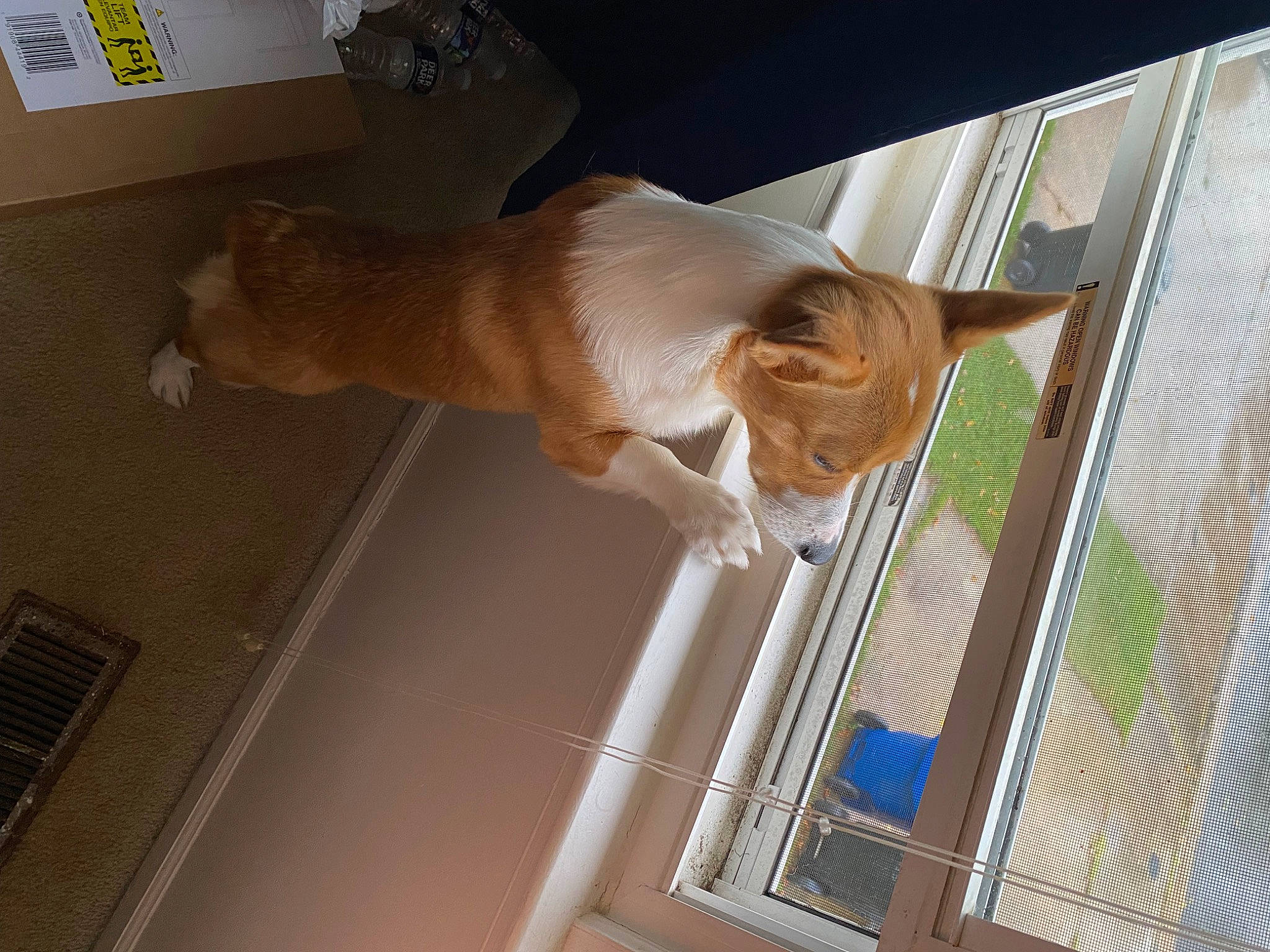 Mara is registered to the contest to win money with this photo: canidae, carnivore, cat, ceiling, companion_dog, dog, dog_breed, door, fawn, felidae, flooring, hardwood, room, small_to_medium_sized_cats, snout, sporting_group, tail, whiskers, window, wood