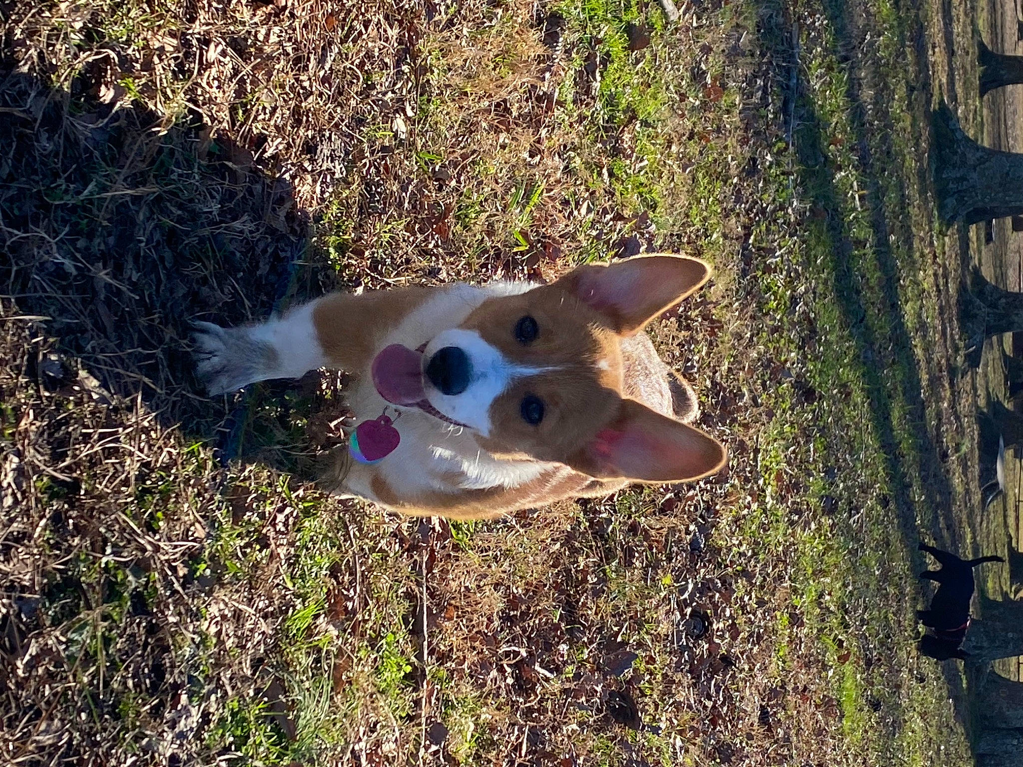 Mara is registered to the contest to win money with this photo: art, canidae, carnivore, companion_dog, dog, dog_breed, fawn, fun, grass, non_sporting_group, organism, plant, snout, soil, sporting_group, tail, trunk, wildlife, wood, working_animal