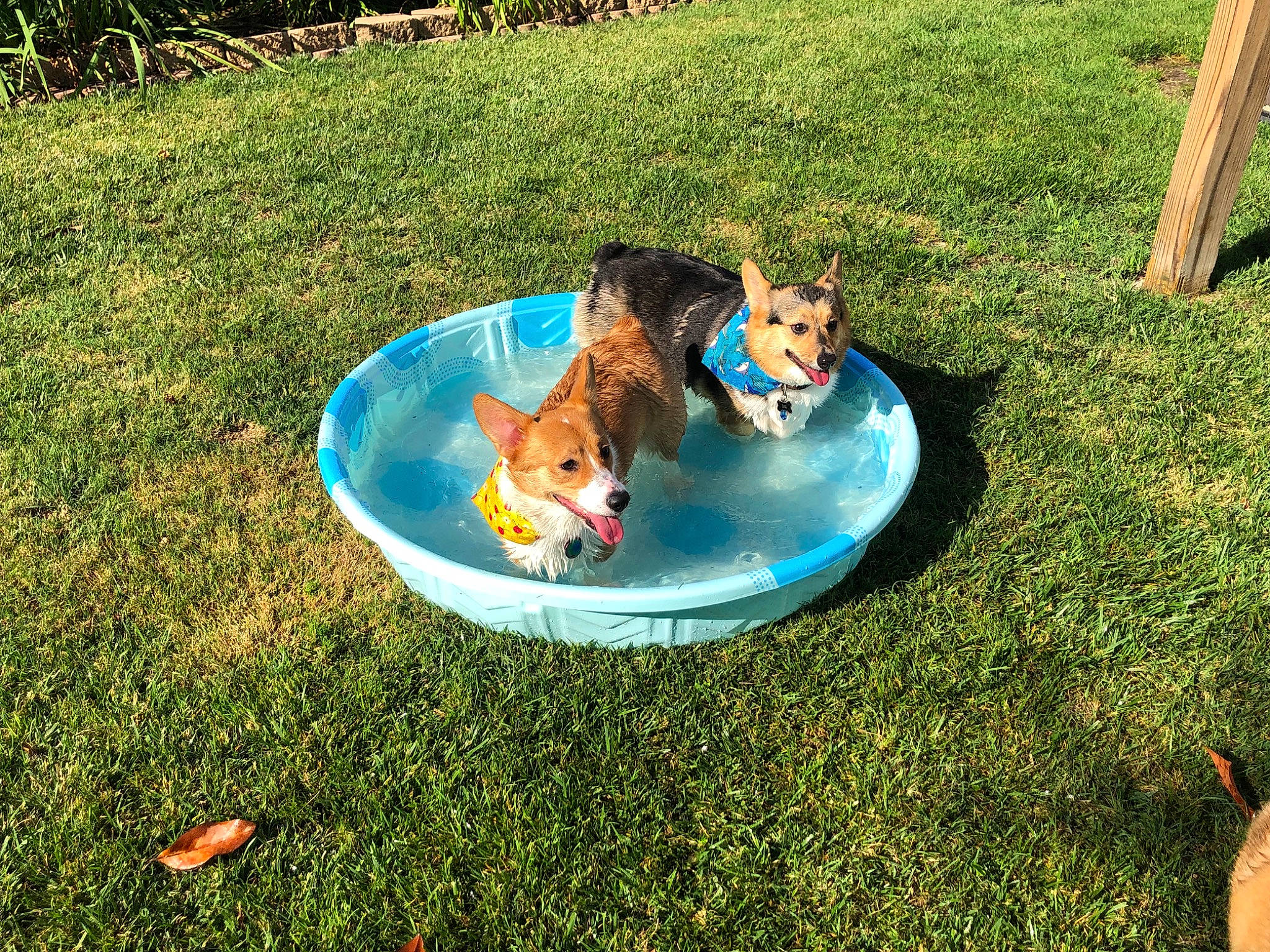 Pumpkin joined the competition — help win amazing prizes! bathing, canidae, carnivore, companion_dog, dog_breed, garden, grass, landscape, lawn, leisure, outdoor_furniture, outdoor_play_equipment, people_in_nature, plant, recreation, sporting_group, tableware, toddler, toy, water