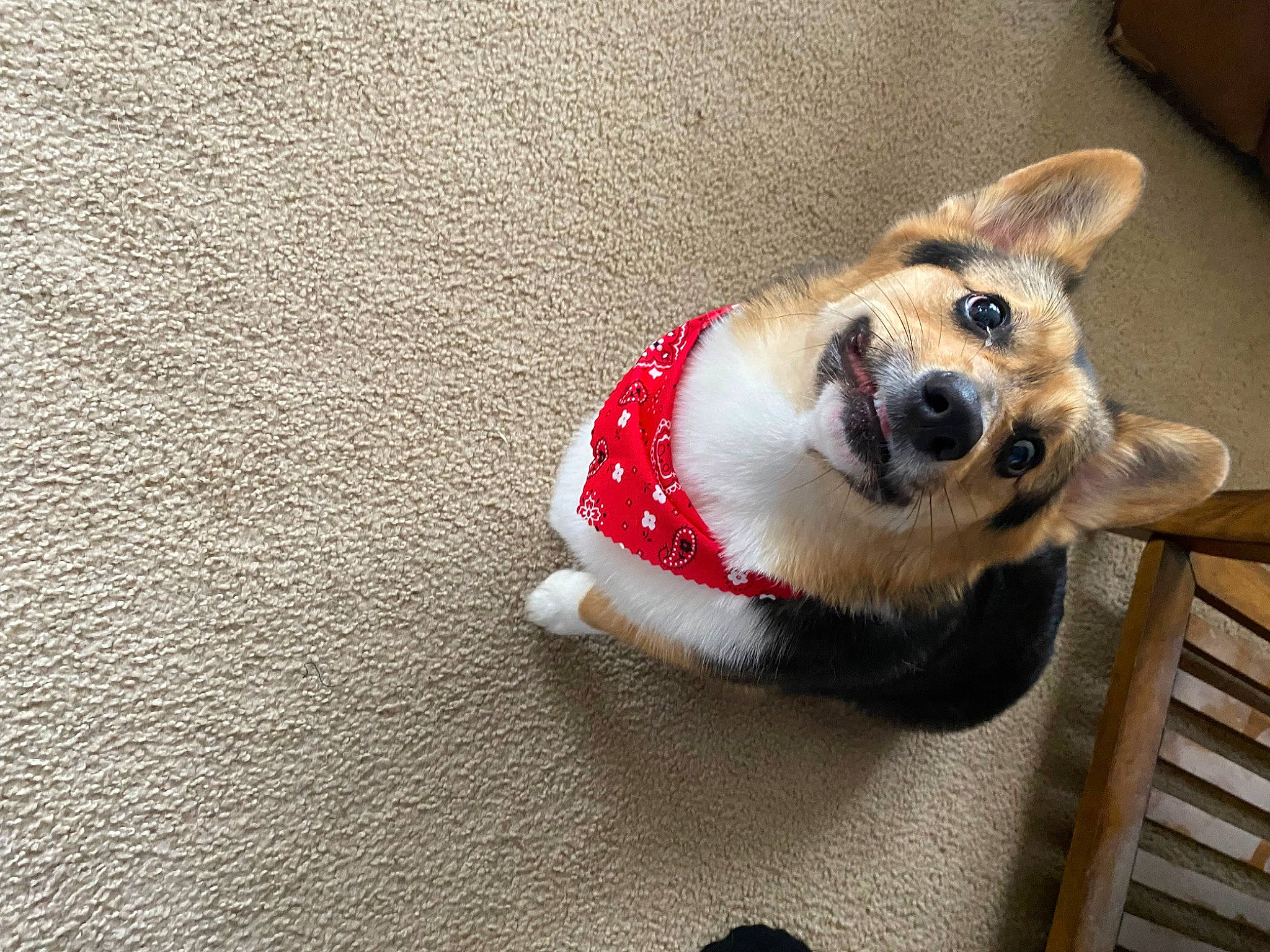 Pumpkin is registered to the contest to win money with this photo: canidae, carnivore, collar, companion_dog, dog, dog_breed, dog_collar, dog_supply, fawn, flooring, fur, leash, paw, pet_supply, snout, sporting_group, tail, welsh_corgi, whiskers, working_animal