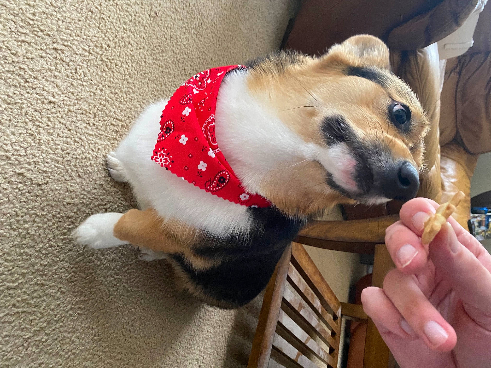 Pumpkin is registered to the contest to win money with this photo: canidae, carnivore, claw, collar, companion_dog, dog, dog_breed, dog_supply, fawn, fur, head, nail, paw, pet_supply, snout, sporting_group, terrestrial_animal, thumb, whiskers, wildlife