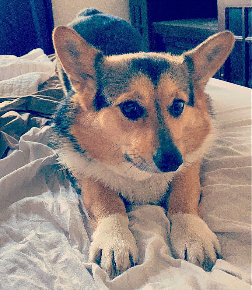 Pumpkin is registered to the contest to win money with this photo: canidae, canis, carnivore, comfort, companion_dog, dog, dog_breed, electric_blue, eyelash, fawn, fox, fur, happy, herding_dog, snout, square, terrestrial_animal, whiskers, wildlife, working_dog