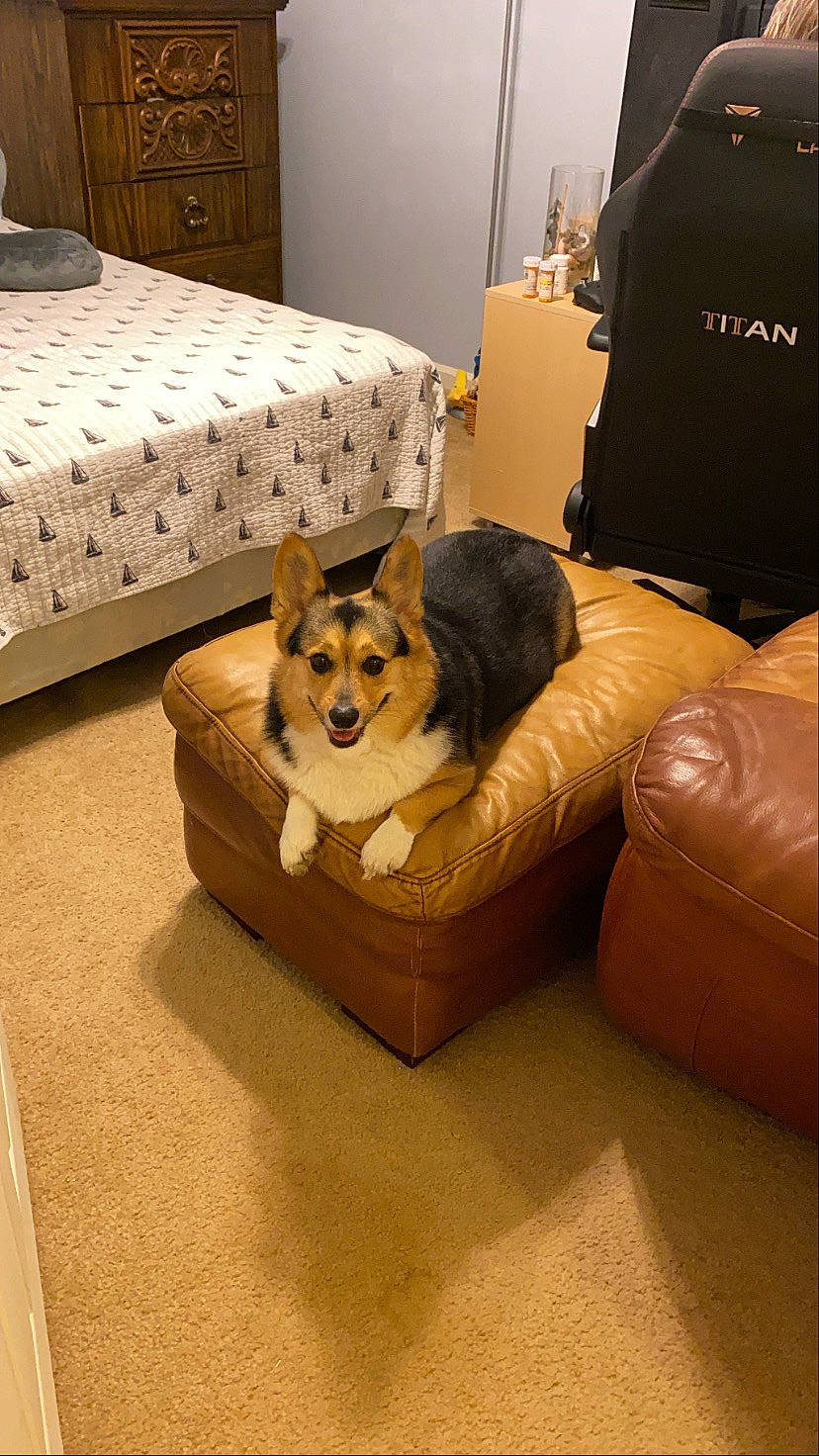 Pumpkin joined the competition — help win amazing prizes! cabinetry, carnivore, chair, comfort, companion_dog, couch, dog, dog_breed, dog_supply, drawer, floor, flooring, furniture, hardwood, interior_design, living_room, studio_couch, table, wood, working_animal