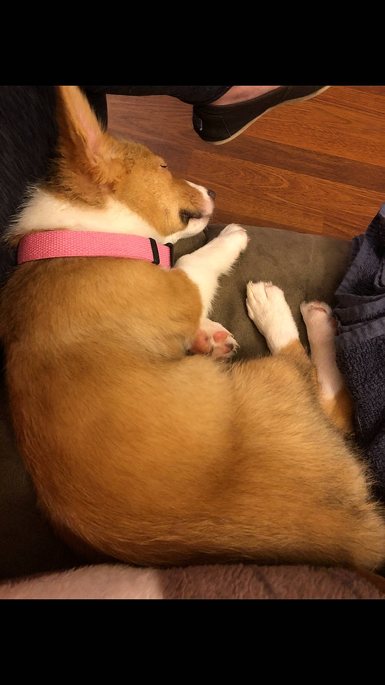 Lina joined the competition — help win amazing prizes! carnivore, comfort, companion_dog, dog, dog_breed, ear, fawn, felidae, flooring, fur, hardwood, human_leg, paw, small_to_medium_sized_cats, snout, sporting_group, tail, whiskers, wood, working_animal