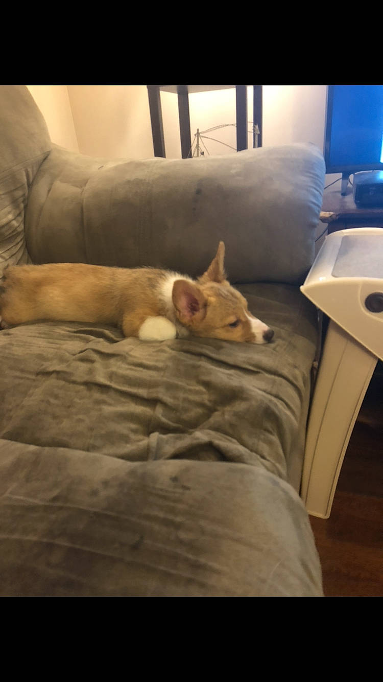 Lina is registered to the contest to win money with this photo: canidae, carnivore, comfort, companion_dog, couch, dog, dog_breed, fawn, felidae, flooring, hardwood, human_leg, small_to_medium_sized_cats, snout, sporting_group, tail, tints_and_shades, whiskers, wood, working_animal