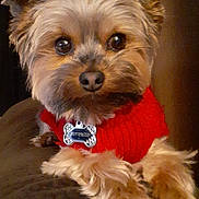 Buttercup joined the competition — help win amazing prizes! adorable, animal, black_nose, brown_fur, closeup, companion, cozy, cute, cute_pet, dog, domestic_animal, fur, fur_texture, indoors, looking_at_camera, pet, red_sweater, resting, small_dog, soft_lighting