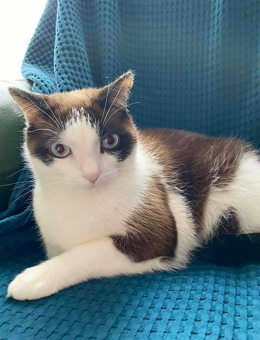 Moufasa participe au concours pour gagner de l'argent avec cette photo : carnivore, cat, close_up, comfort, domestic_short_haired_cat, electric_blue, felidae, foot, fur, human_leg, leg, metal, paw, sitting, small_to_medium_sized_cats, square, tail, terrestrial_animal, whiskers, window