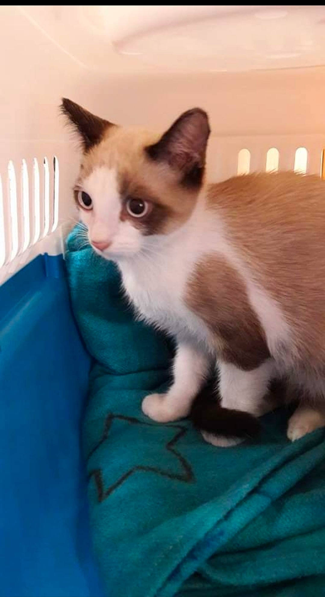 Moufasa participe au concours pour gagner de l'argent avec cette photo : balinese, carnivore, cat, cat_supply, claw, comfort, domestic_short_haired_cat, fawn, felidae, foot, fur, paw, siamese, sitting, small_to_medium_sized_cats, snout, tail, thai, whiskers, window