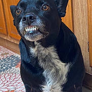 Buddy is registered to the contest to win money with this photo: animal, black_dog, canine, companion, dog, domestic, floor_rug, floral_pattern, funny_expression, fur, household, indoor, looking_up, pet, portrait, sitting, smile, teeth, white_fur, wooden_cabinet