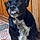 Buddy