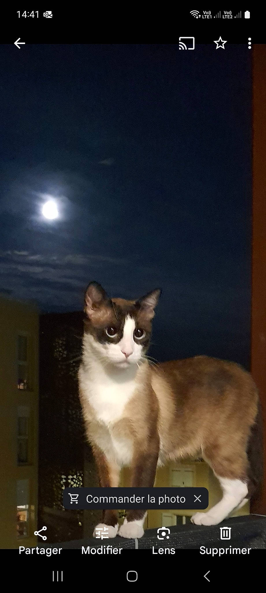 Mascha a rejoint le concours — aidez-le/la à gagner de superbes lots ! astronomical_object, carnivore, cat, darkness, domestic_short_haired_cat, felidae, full_moon, fur, moon, moonlight, night, paw, photo_caption, sky, small_to_medium_sized_cats, snout, tail, whiskers, wildlife, window