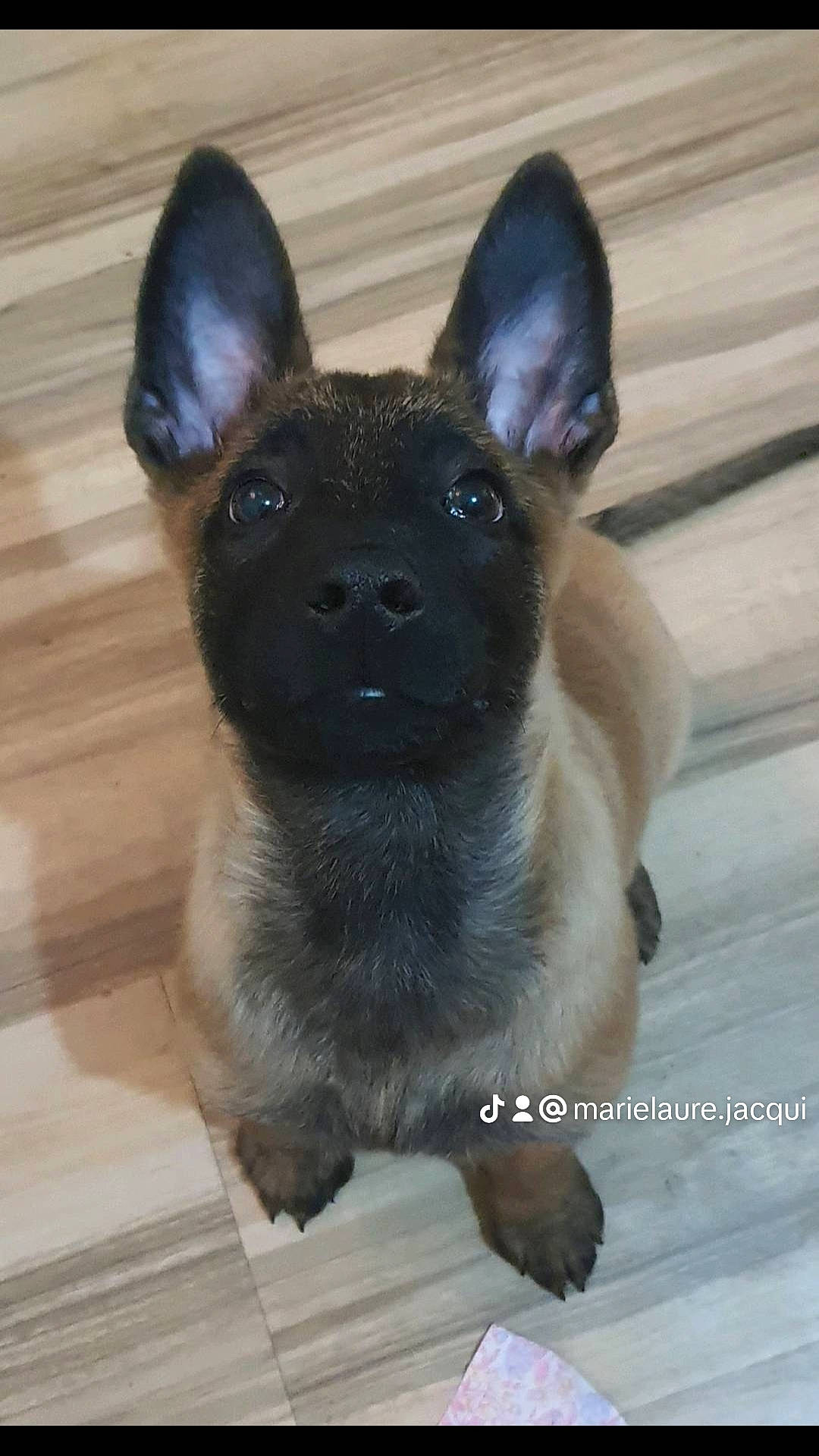 Tyron a rejoint le concours — aidez-le/la à gagner de superbes lots ! bicycle, canidae, carnivore, companion_dog, dog, dog_breed, ear, eye, fawn, fur, hardwood, non_sporting_group, snout, sporting_group, terrestrial_animal, toy_dog, whiskers, wood, working_animal