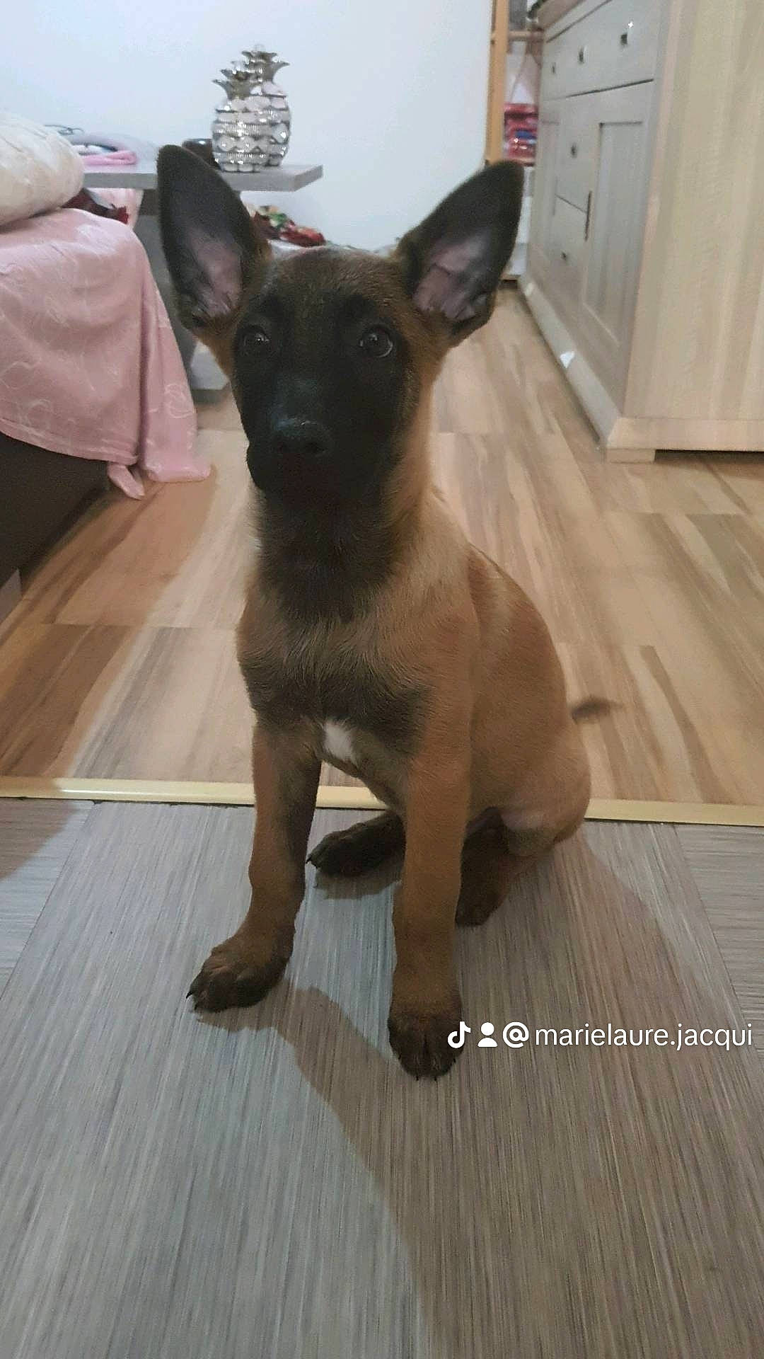 Tyron a rejoint le concours — aidez-le/la à gagner de superbes lots ! canidae, carnivore, companion_dog, dog, dog_breed, fawn, floor, flooring, hardwood, liver, plank, sporting_group, tail, toy_dog, varnish, whiskers, wood, wood_flooring, wood_stain, working_animal